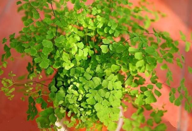 这10种花夏天“晒不得”,一见强光就黄叶,赶紧搬回家