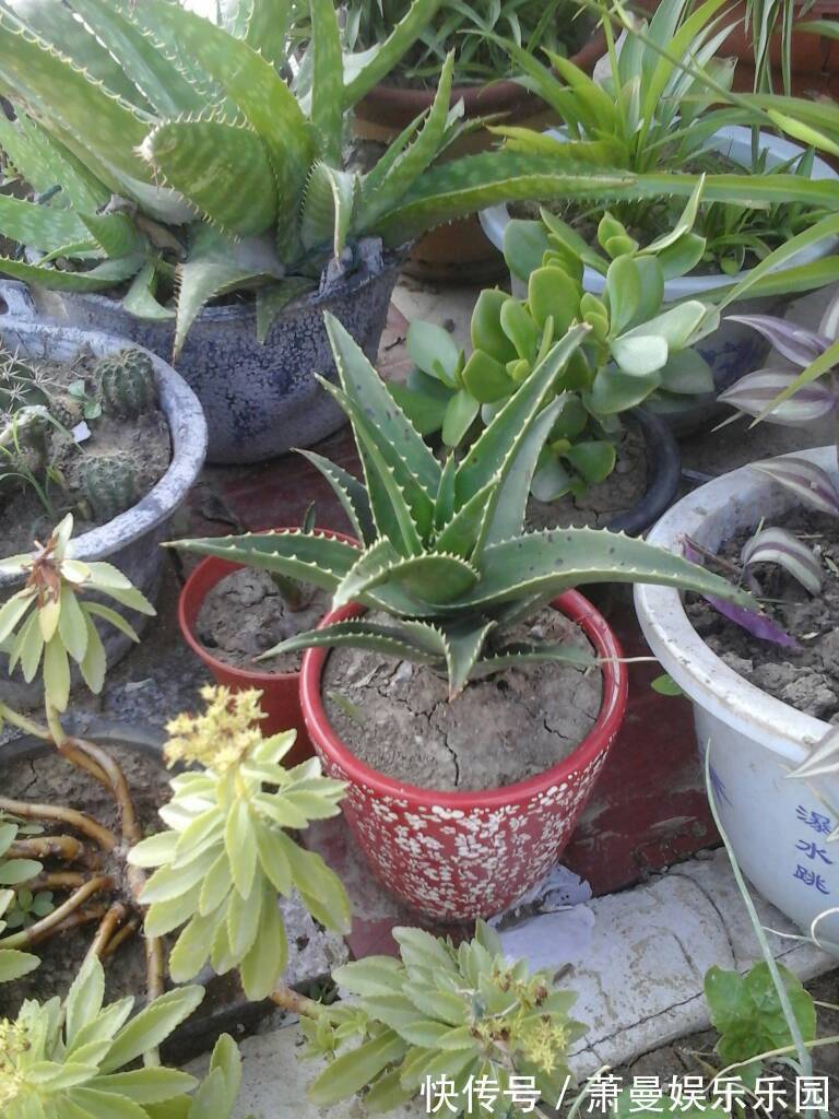 浇水|8种“漂亮花”,冬天要“虐着养”,越虐越健康,不然很难过冬