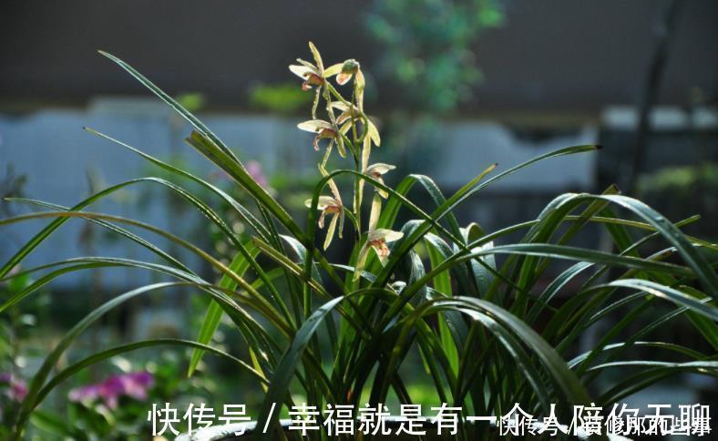 多菌灵|买到兰花难服盆？先学会上盆，再学会缓苗，服盆快发芽多！