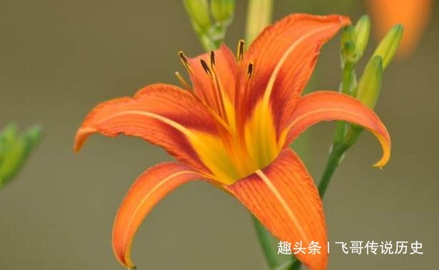 黄花菜|高血压的患者，一定要多吃这几种食物！保护心脏控制血压