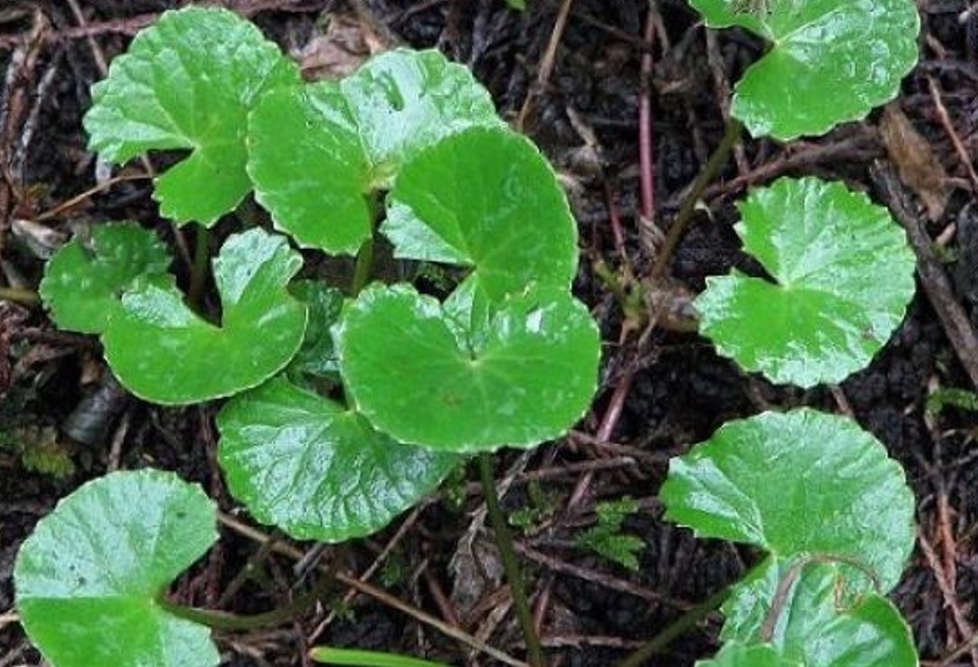 蒲扇|墙角里的“小蒲扇”，虽不起眼是“活血丹”，对冻疮湿疹有疗效