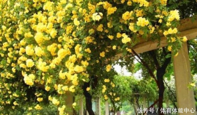 院子再小,也要养棵它,2年长一片,开花特别美,左邻右舍都说香!