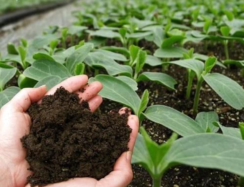 养花土壤结成快学会这几招,土壤疏松又透气,花开一茬接一茬
