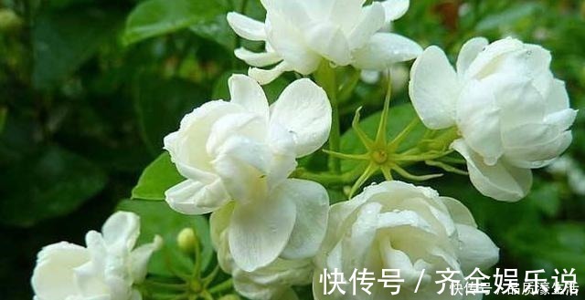 酸性|茉莉土加“一料”,不黄叶不徒长,易生根长得旺,养成繁花老桩!