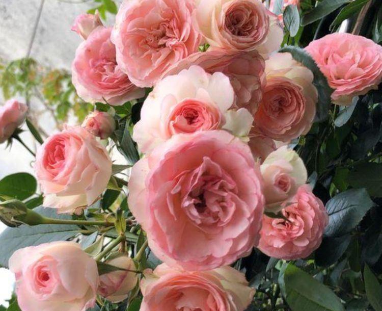 几款植物花期长易打理,对待新手很友好,颜值高