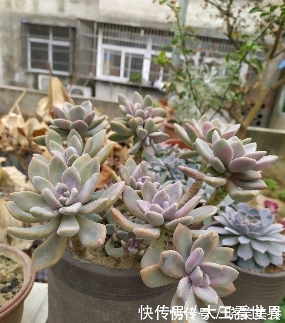 养棵冬美人,多肉界的“扛把子”,一长一大片,嗖嗖长成悬崖桩