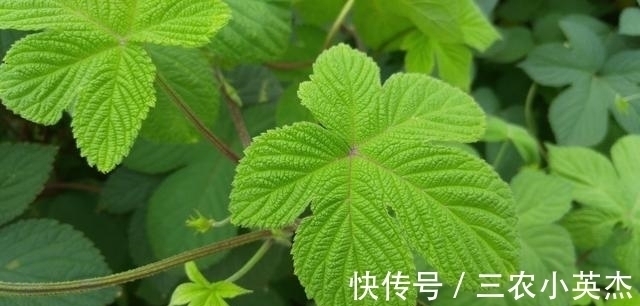 南方人参|农村一种满身是''刺''的野草,人称''南方人参'',对降压有好处