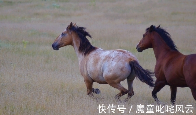 事业|聪明伶俐从不抱怨的生肖马，运用自己的博学多才，获得事业高升