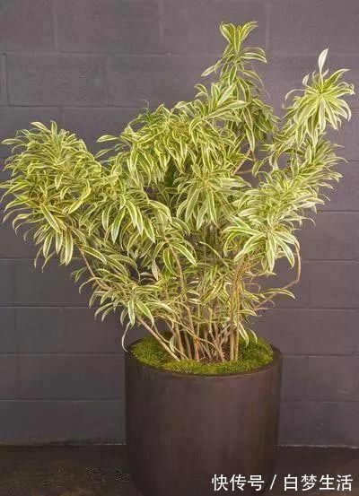 福禄桐|养在客厅里特别霸气的几种大型植物,有的还能养成盆景