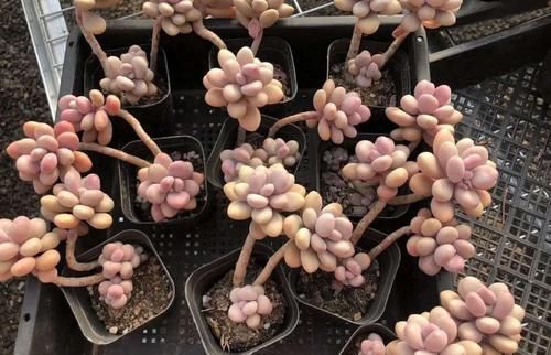 “养多肉需多晒太阳、少浇水？”大错特错，这3阶段正好一反