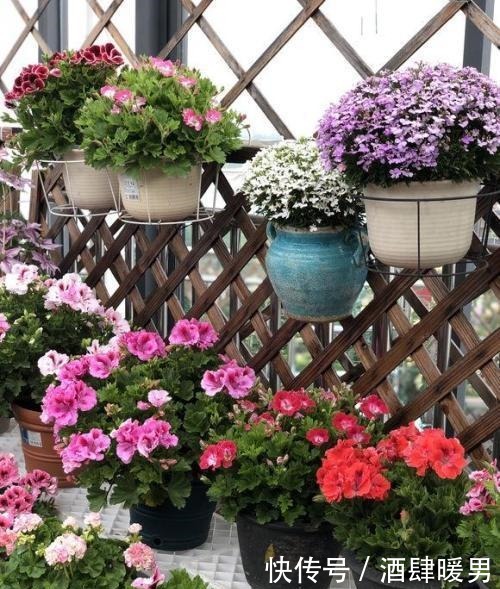 淘米水、羊粪水都不如2种肥,啥花都通用,养啥花爆啥花!