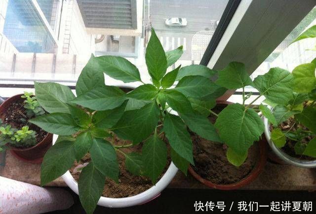 阳台很容易使用,种一盆辣椒,按照四个步骤做盆景,既漂亮又美味