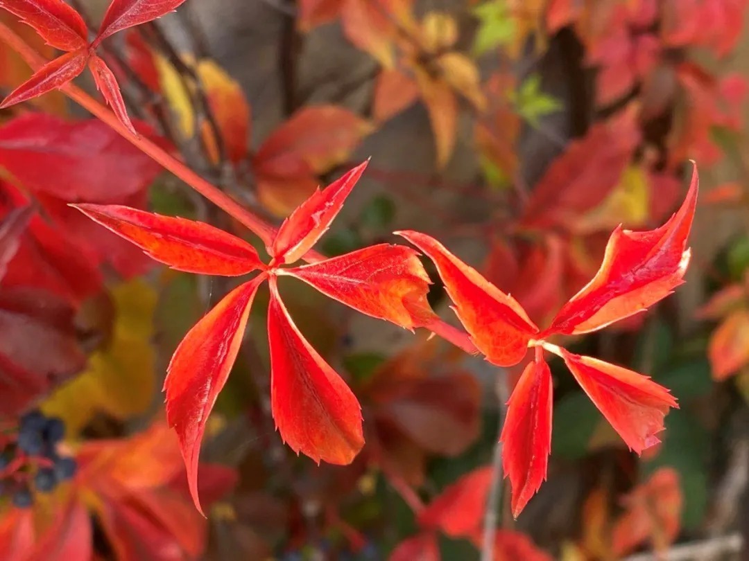  师院|木叶纷纷落 满身都是秋 | 让我们一起点亮师院的秋天吧