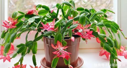 黄豆|最厉害的养花营养液,给蟹爪兰喝一勺,蹭蹭冒花芽,花开满枝头!