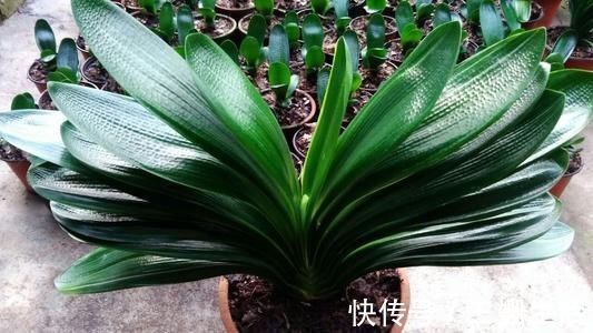 有机肥|家里养君子兰,教你1套万能浇水法,叶子绿出油,开花不夹箭