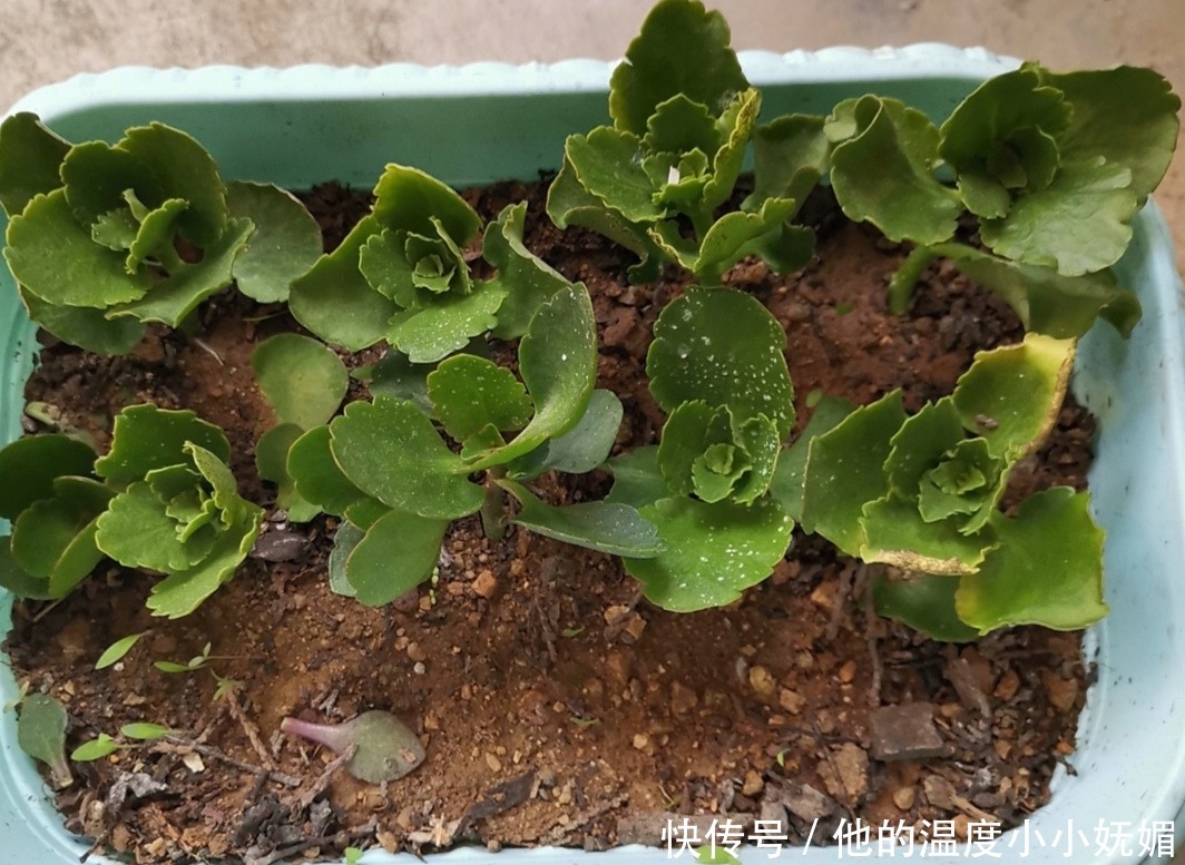 5月养长寿花,记得做好4件事,多长新枝,花期多开花