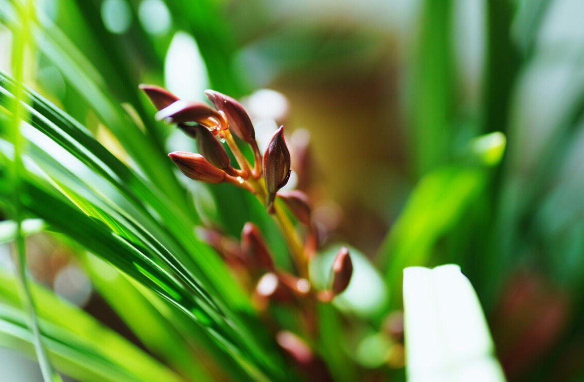 春天养兰花要学会“4变”，越变苗越多，还长得格外壮