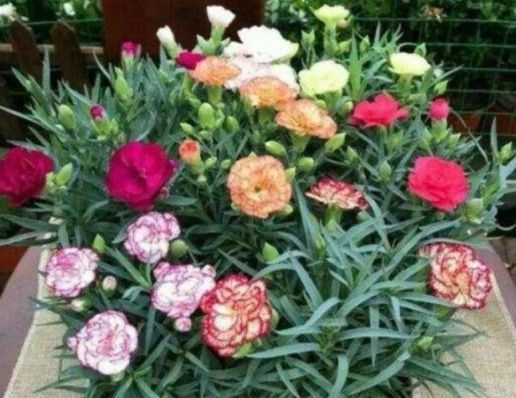 家里养上“4种花”，直接变成小花园，花开满盆，你家有吗？