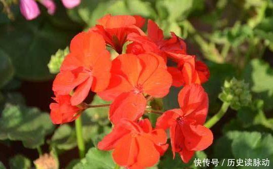 对待新款超友好的,不用操啥心,花开媲美玫瑰,花朵姿态万千