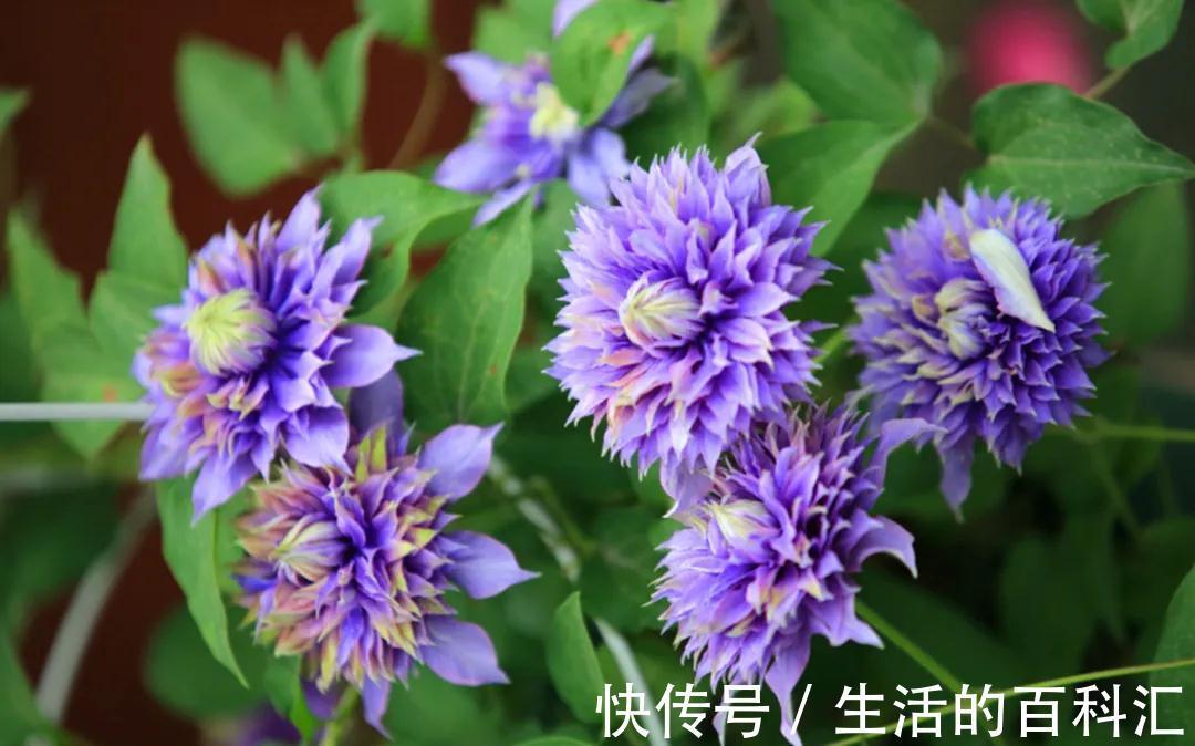 品种|此几种铁线莲特别耐热,你值得拥有