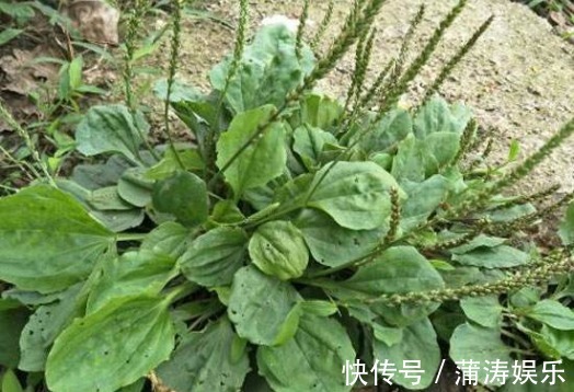农村|这种野菜在农村很常见，它是高维营养菜，药用价值让你想不到！