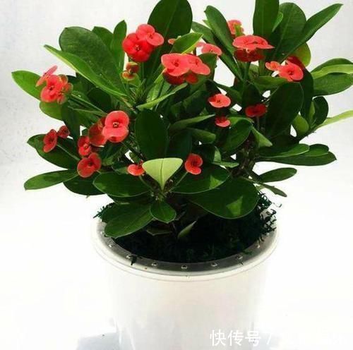 此种花卉寿命忒长,养护多注意5点,每一株都能活上30多年