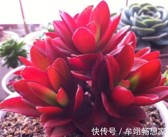 多肉植物叶片动不动就发软,该怎么办仔细水、肥供给就够了