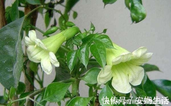 客厅放什么花好5种花好养大气寓意好，许多人都喜欢！