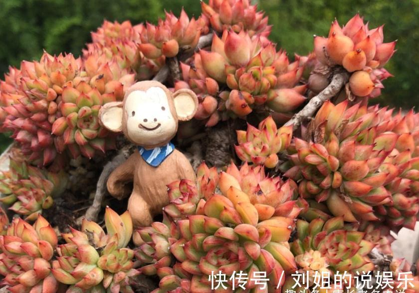 喜欢多肉爆盆的肉友有福了,去入手这8款多肉,个个都是爆头狂魔