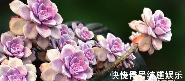 喜欢养多肉就挑漂亮的养,12款迷人的紫色多肉,好看还好养