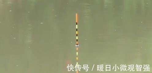 小鱼|夏天钓鲫鱼学会这几招,轻松避开小鲫鱼,咬钩的全是大板鲫