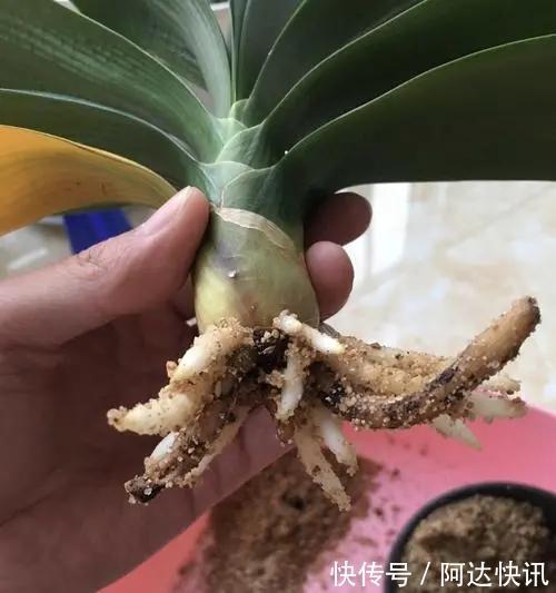 公认“难养”的5种花,没有10年以上的养花经验,建议别买