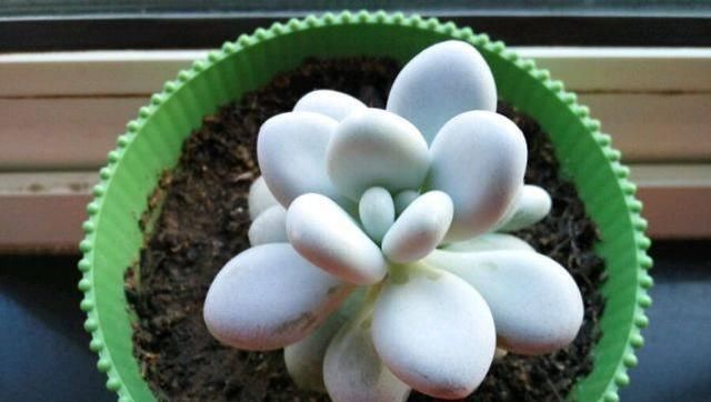 夏天来了,这些多肉最耐晒,度夏没问题,越养越肥厚