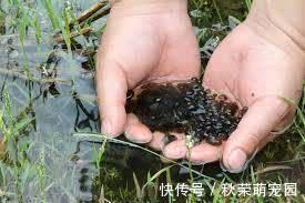 葛仙米|稻田里的这个野味，人称“土燕窝”，蛋白质是牛肉的2倍，别错过