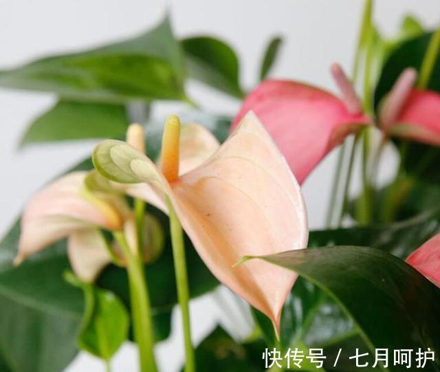 农历十一月大雪过后,养什么花?家里养3种花,健康长寿吉祥如意