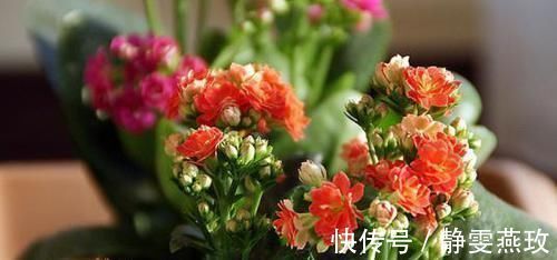 养花|养花还在用黄豆水?你out了!现在都流行3种肥,花开旺盛