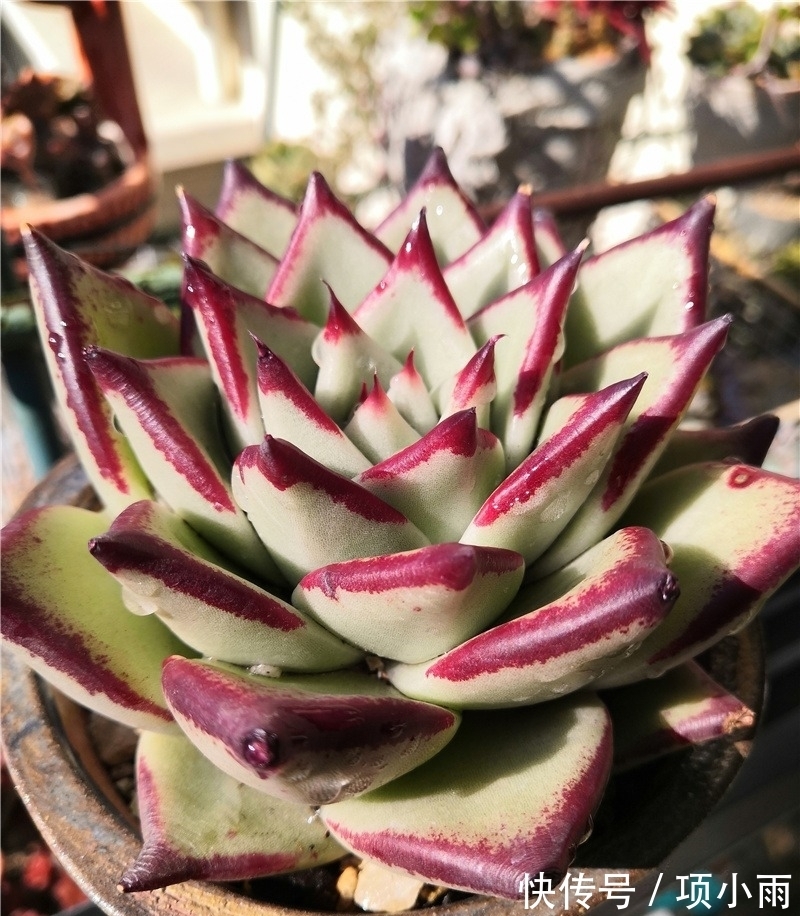 天下养肉人都一样贪