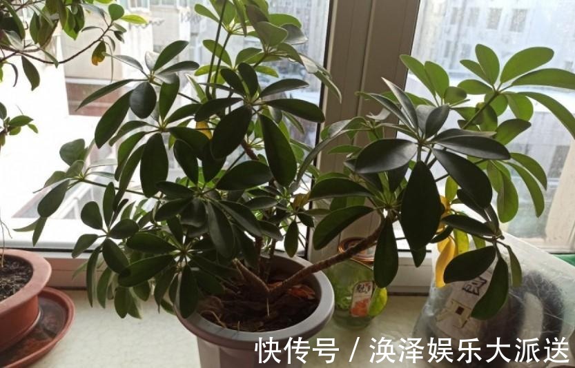 发财树|8种“漂亮花”，个个都是“招财树”，家里养一棵，不愁没钱花