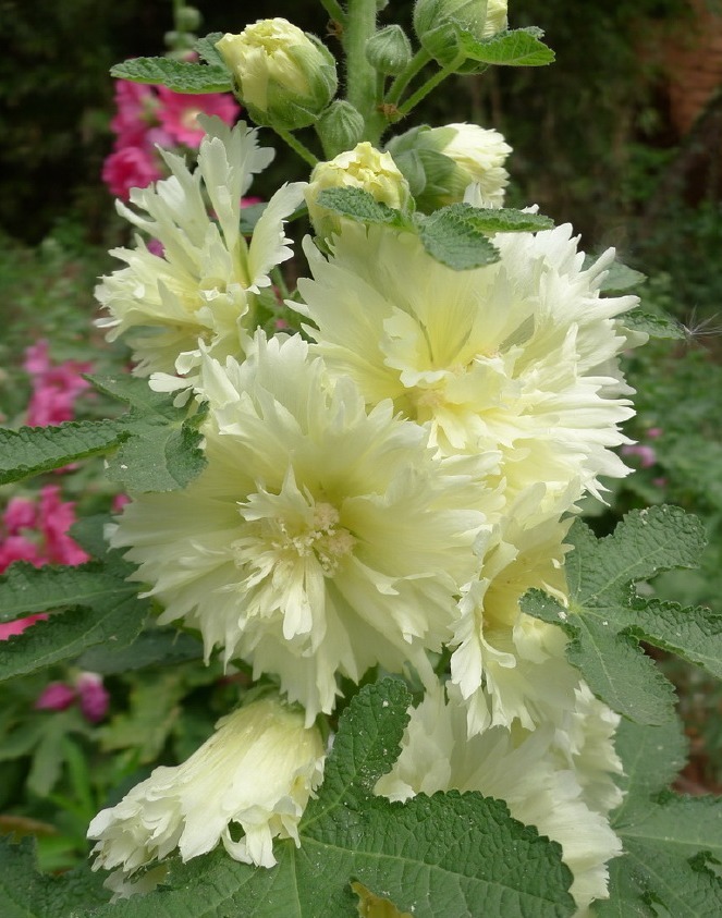 漂亮的蜀葵开花了，随便撒些种子，来年就是一片花海！
