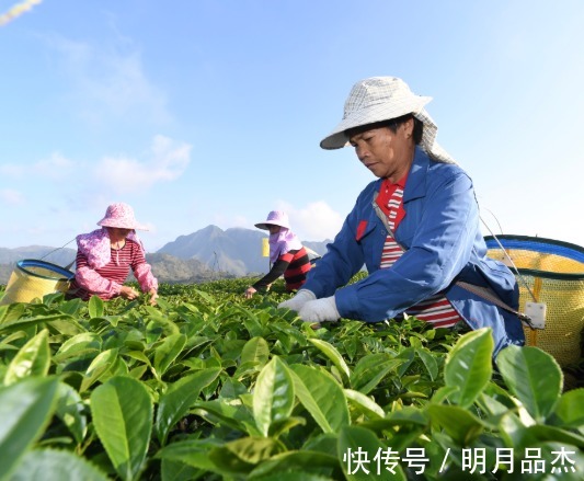 饮食习惯|它是糖尿病的“克星”,每天一杯降糖降压,效果不输胰岛素