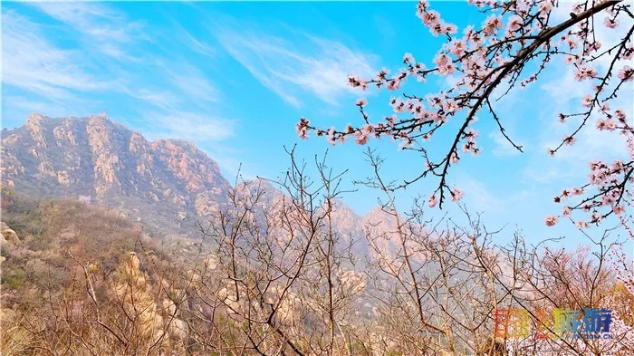 万亩桃花！北京这个地方已经美出天际了，假期去正好！