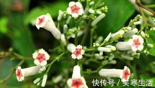 脚湿肿烂|农村有一种奇怪的草,叫鸡屎藤,入药主治黄疸肝炎、脚湿肿烂