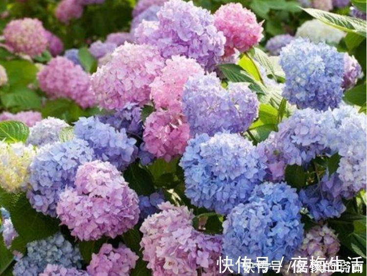 家里要养4种花,开花吉祥又喜庆,一开就300多天!