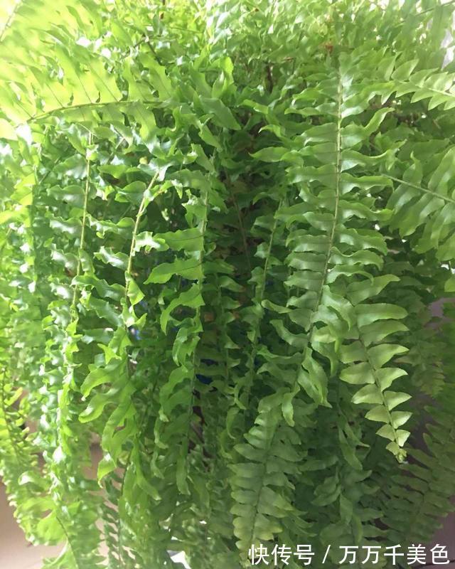 发财树|家里光线差,这三种花可以放心入手,养一盆爆一盆
