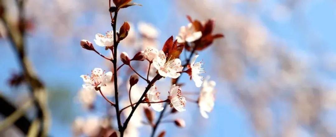 二月春光如酒浓 共赴广安花的盛宴