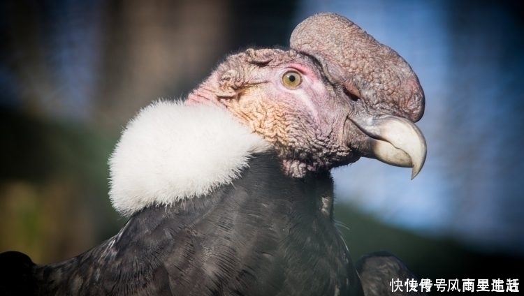 世界上最大的飞鸟有多厉害可以飞100英里而不会拍打翅膀