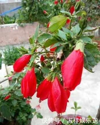 盆栽|以下这种花,盆栽简单好养,花期全年蹭蹭长,超乎想象