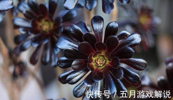 多肉界里的魔法师黑法师，黑到变幻莫测