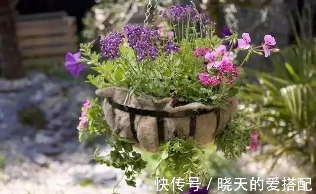 漂亮养眼的8种吊篮植物，绿萝，吊兰都弱爆了