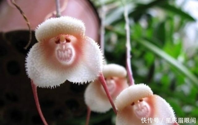 动物|花儿也疯狂,明明是花,就是不认输,非要长的和动物一模一样